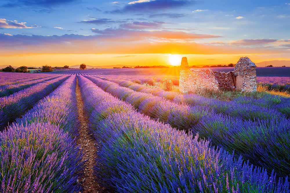 Plateau de Valensole